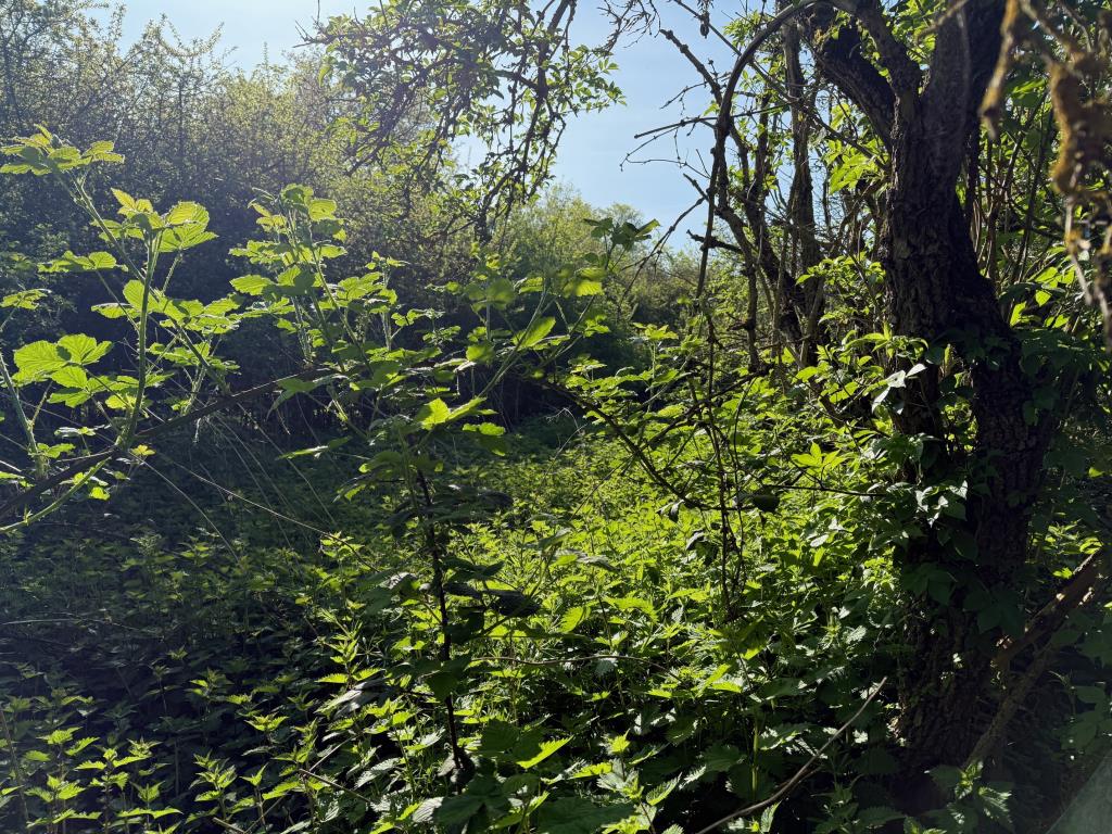 Lot: 89 - PARCEL OF LAND FRONTING WALTHAM ROAD - Example of the overgrown nature of the land